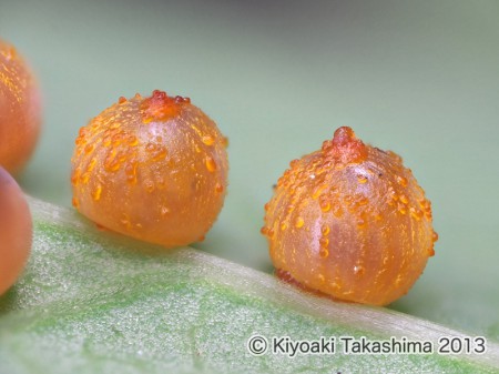2013-07-29-10.02.58 ZS PMax