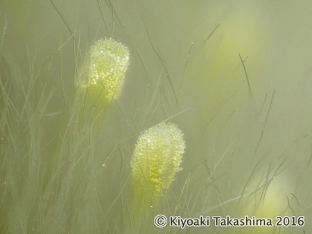 顕微鏡用対物レンズ10×で撮影