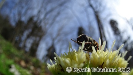 前脚をこするクロハナアブ