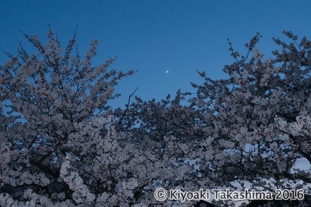 近所の公園　18：35