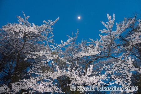 日没後の桜をRX100Ⅳで撮影