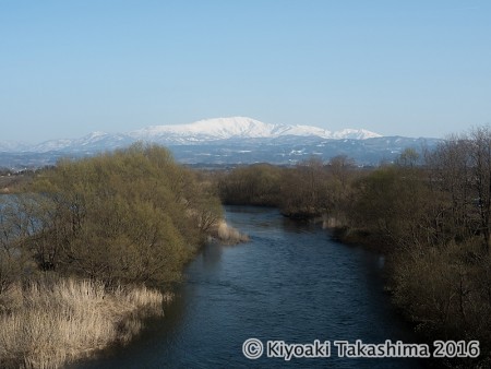 羽黒橋から望む月山。赤川沿いのヤナギはだいぶ緑が目立ってきました