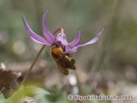 トラマルハナバチ。身体についた花粉をまとめ中