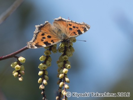 ヒオドシチョウ