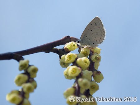 キブシの花で吸蜜中のルリシジミ