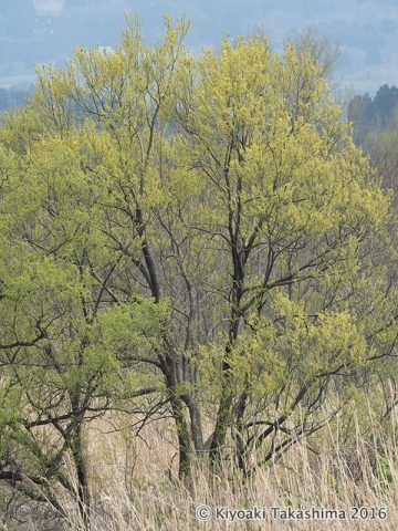 ヤナギの花穂の黄色に胸躍る