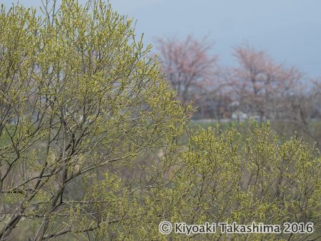 対岸の桜はまだ咲きはじめ