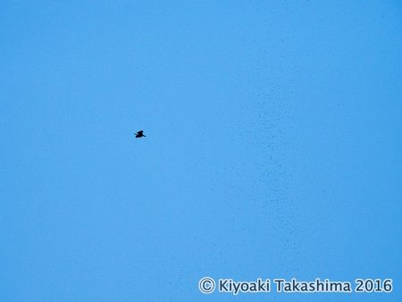 更にハッキリと蚊柱が写りました