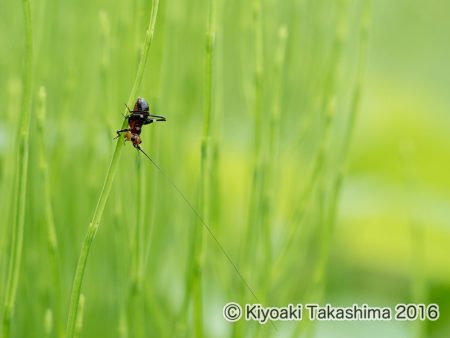 ササキリの幼虫