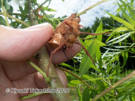 シャチホコガの幼虫 路傍の虫たちと