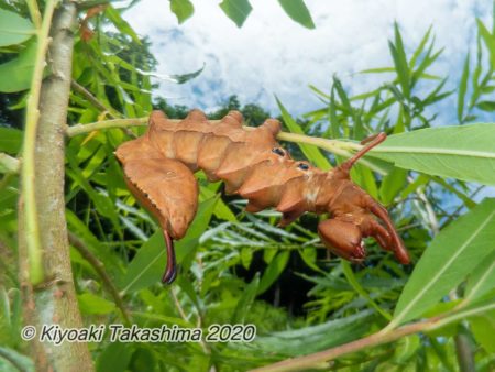 シャチホコガの幼虫 路傍の虫たちと